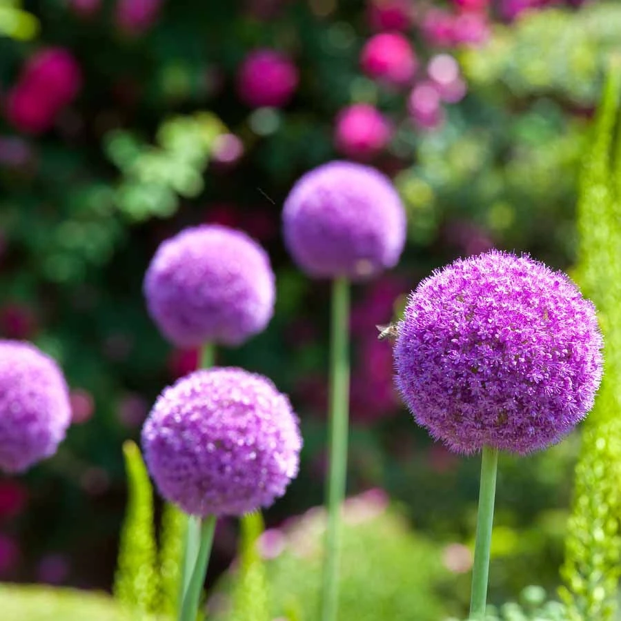 3 Alliums D'ornement Globemaster 4 3 Alliums D'ornement Globemaster – Image 2