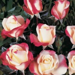 Rosier Buisson Nostalgie ® 8 Rosier Buisson Nostalgie ® -France Fournitures De Jardin Soldes 2024 74888 4