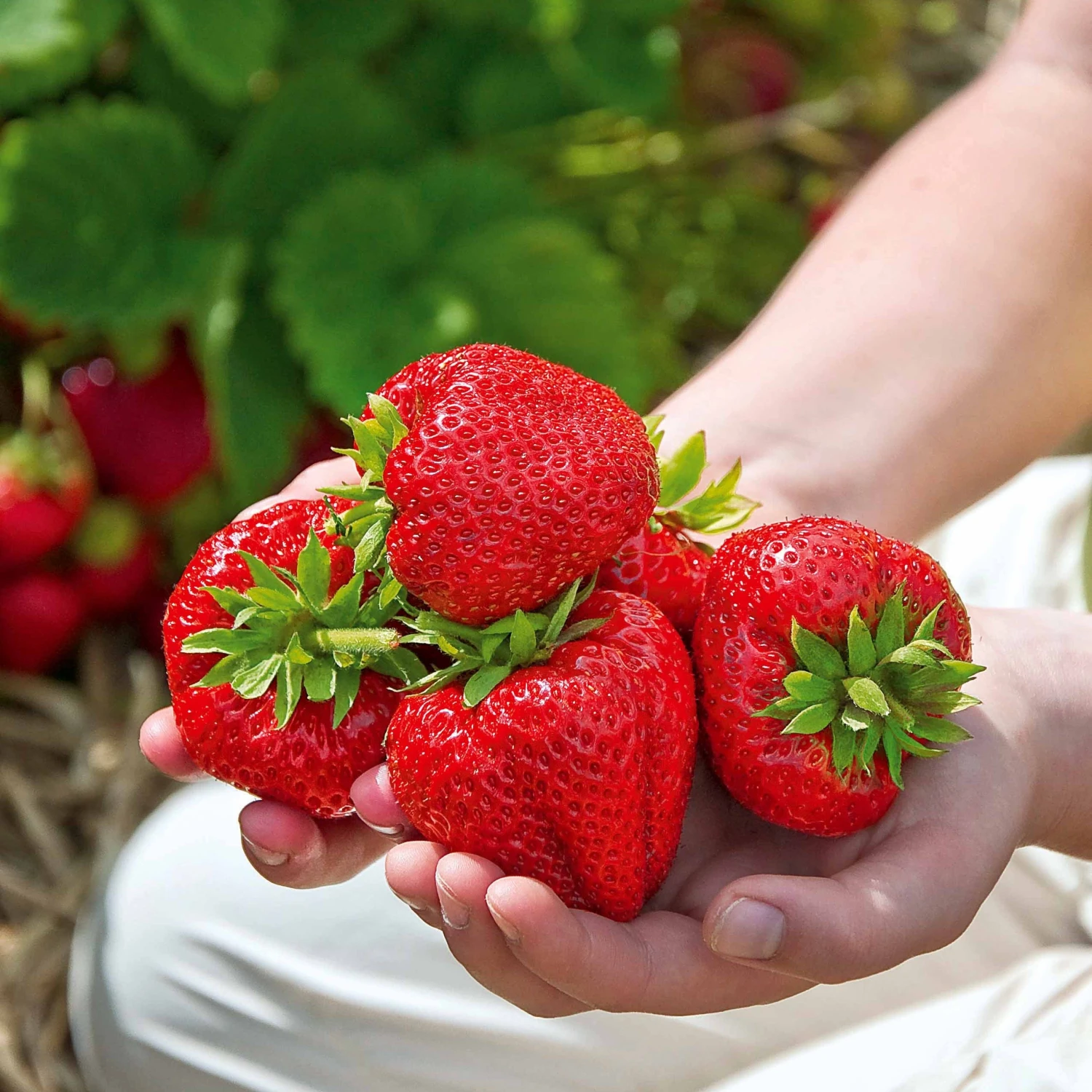 20 Fraisiers Maxim 3 20 Fraisiers Maxim