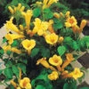 Bignone Trompette Jaune -France Fournitures De Jardin Soldes 2024 80451 4