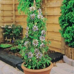 Passiflore Bleue 11 Passiflore Bleue -France Fournitures De Jardin Soldes 2024 80454 8 1700232333144