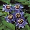 Passiflore Purple Rain -France Fournitures De Jardin Soldes 2024 80456 3 1700127956666