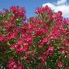 Laurier-rose Rouge 1 Laurier-rose Rouge -France Fournitures De Jardin Soldes 2024 81357 8 1705414184577