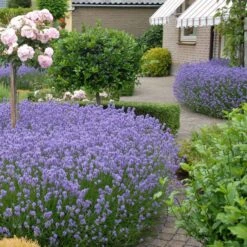 Lavande Vraie Hidcote -France Fournitures De Jardin Soldes 2024 82905 1 1703148961918