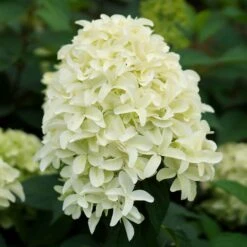 Hortensia Paniculé Skyfall -France Fournitures De Jardin Soldes 2024 84054 2