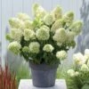 Hortensia Paniculé Skyfall -France Fournitures De Jardin Soldes 2024 84054 4 1700140373447