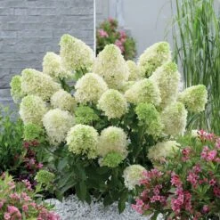 Hortensia Paniculé Skyfall -France Fournitures De Jardin Soldes 2024 84054 5 1700140378723