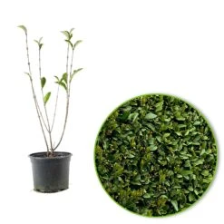 Troène De Californie -France Fournitures De Jardin Soldes 2024 84850 3