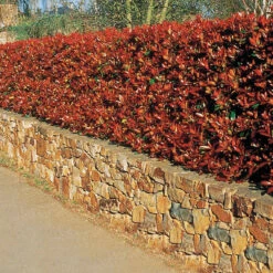 Haie De 3 Photinias Red Robin 10 Haie De 3 Photinias Red Robin -France Fournitures De Jardin Soldes 2024 84853 10