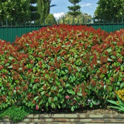 Haie De 3 Photinias Red Robin 11 Haie De 3 Photinias Red Robin -France Fournitures De Jardin Soldes 2024 84853 1 1706611863791