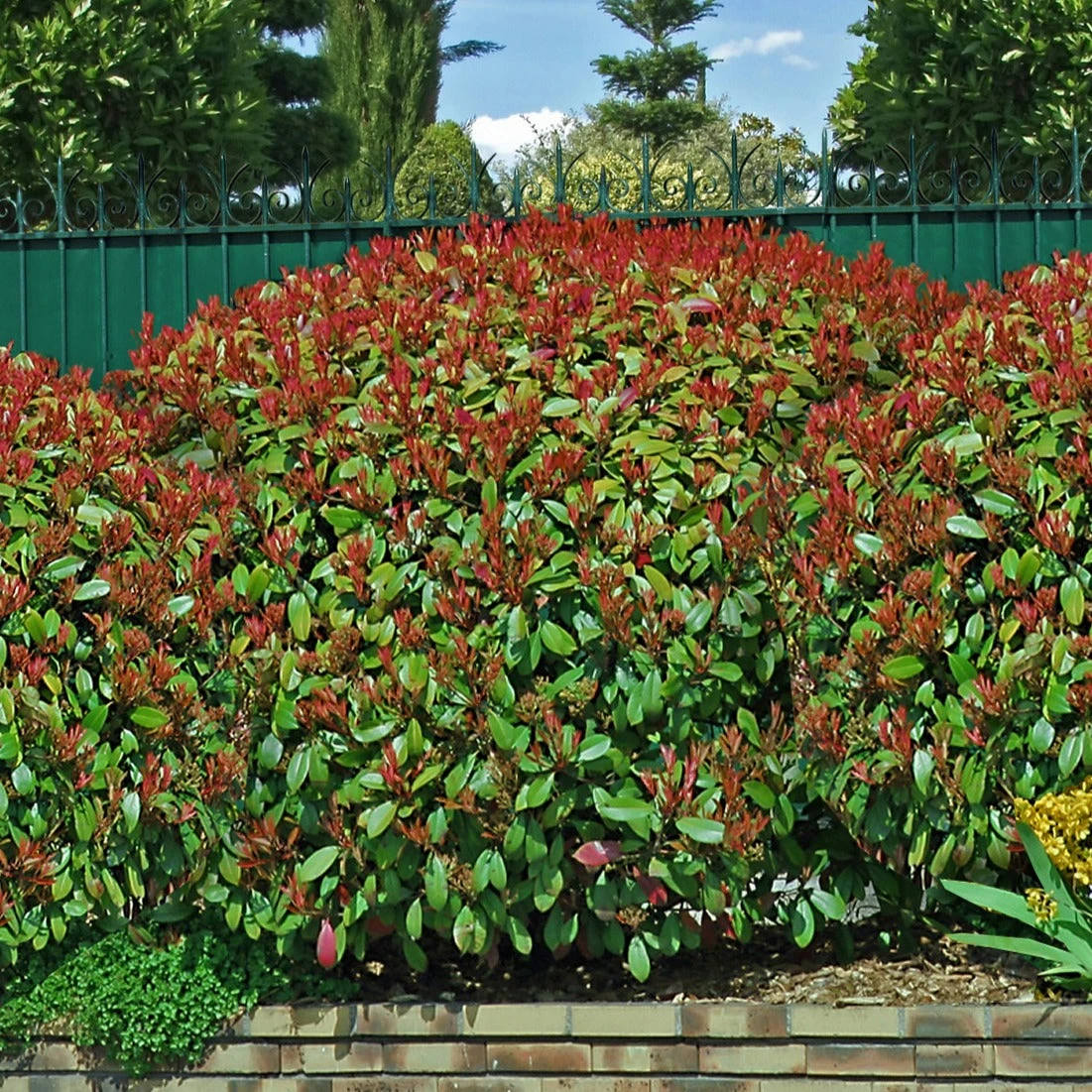 Haie De 3 Photinias Red Robin 6 Haie De 3 Photinias Red Robin – Image 4