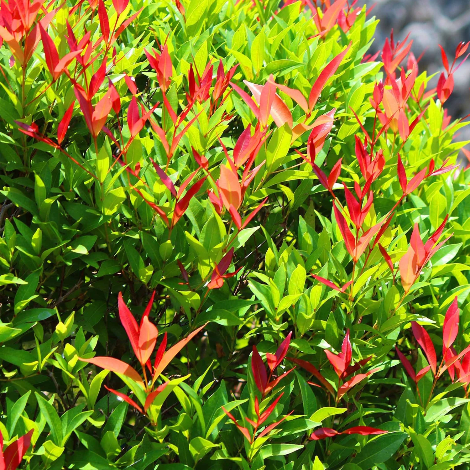 Haie De 3 Photinias Red Robin 7 Haie De 3 Photinias Red Robin – Image 5