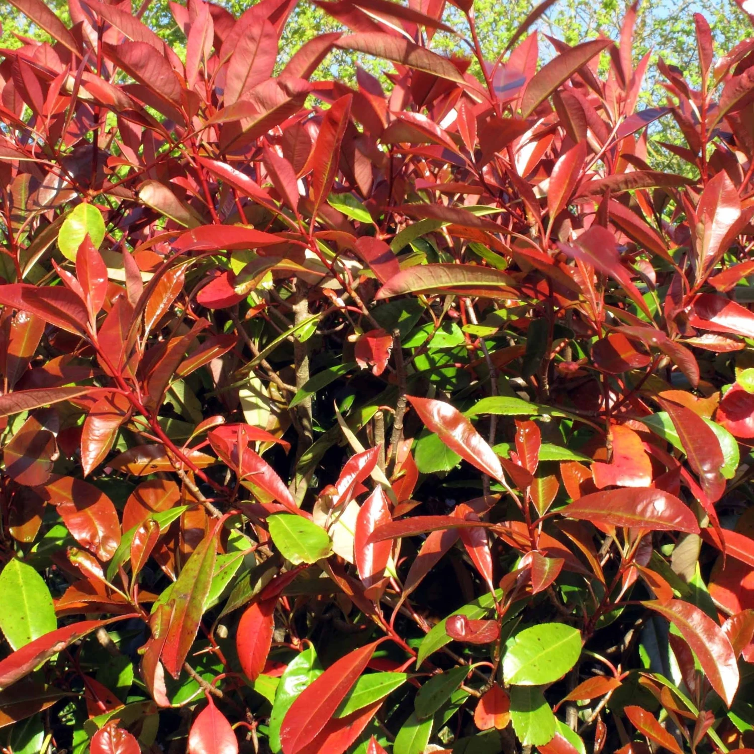 Haie De 3 Photinias Red Robin 3 Haie De 3 Photinias Red Robin