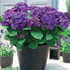 Hortensia Violet Intense