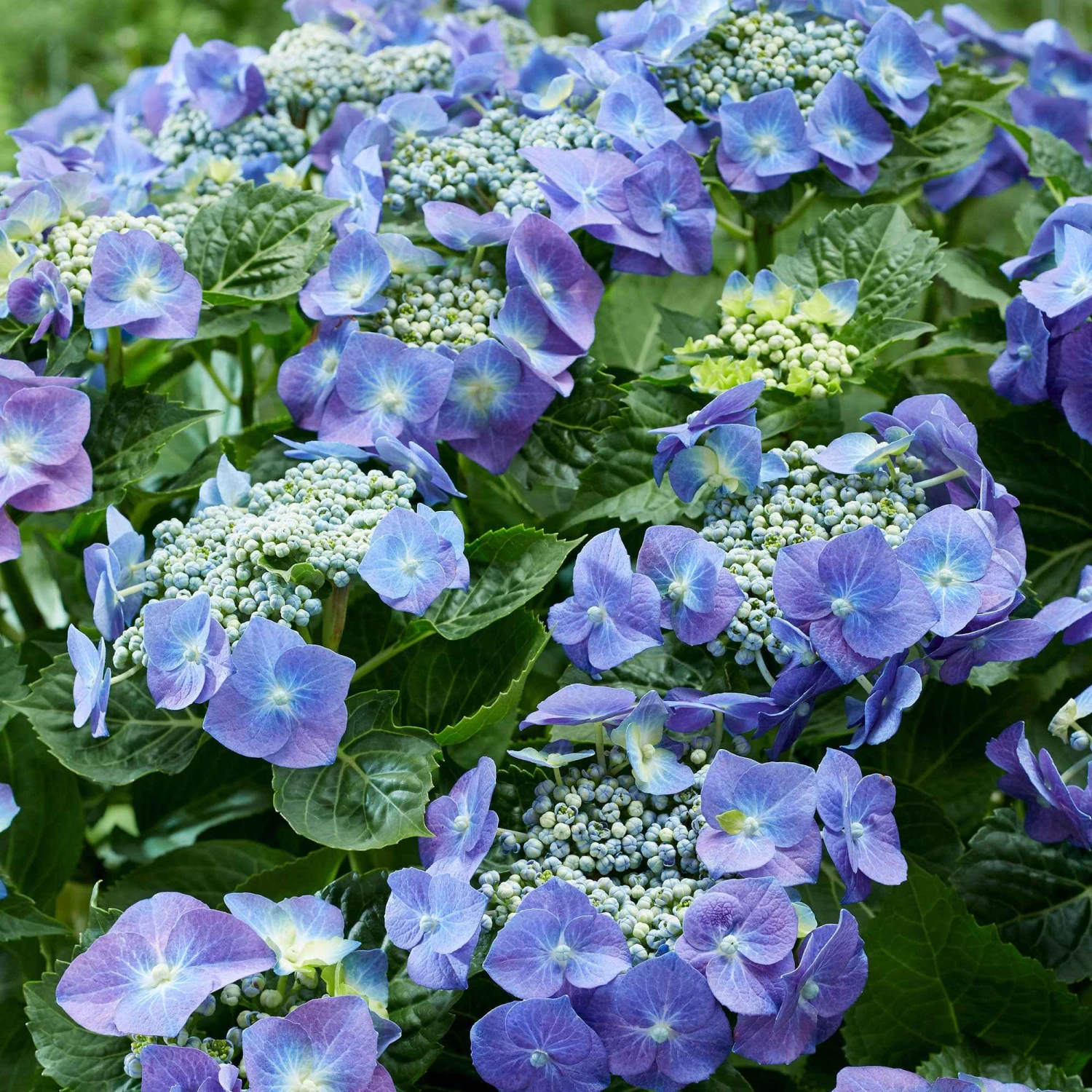 Hortensia Teller Blue 4 Hortensia Teller Blue – Image 2