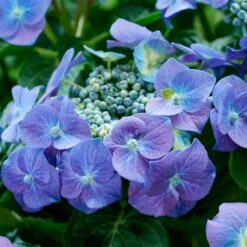 Hortensia Teller Blue 7 Hortensia Teller Blue -France Fournitures De Jardin Soldes 2024 90545 2
