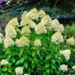 Hortensia Paniculé Silver Dollar 8 Hortensia Paniculé Silver Dollar -France Fournitures De Jardin Soldes 2024 91009 1