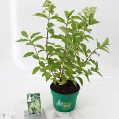 Hortensia Paniculé Silver Dollar 9 Hortensia Paniculé Silver Dollar -France Fournitures De Jardin Soldes 2024 91009 5