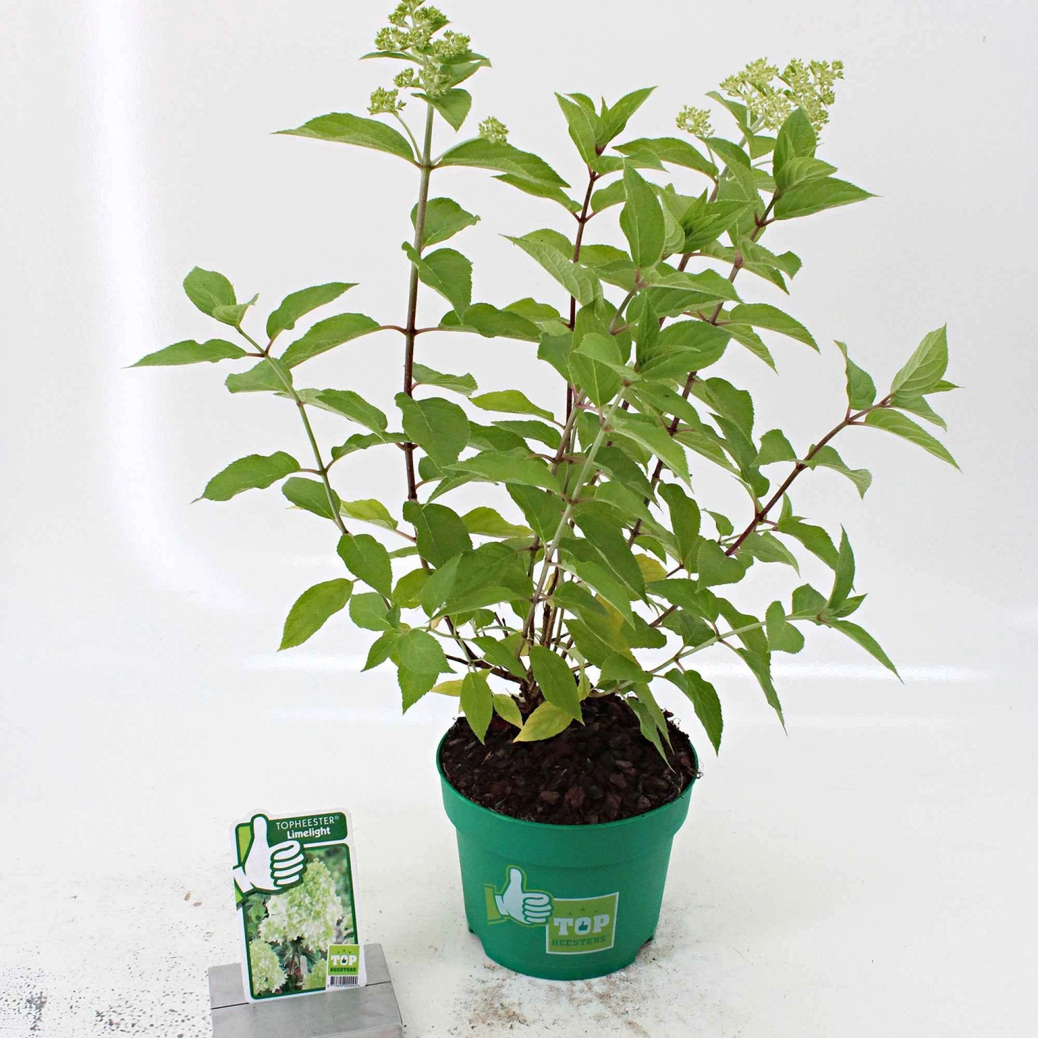 Hortensia Paniculé Silver Dollar 6 Hortensia Paniculé Silver Dollar – Image 4