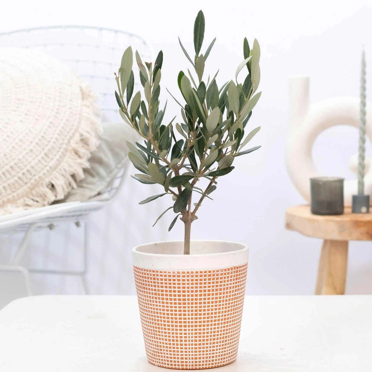 Olivier - Olea Europaea 5 Olivier - Olea Europaea – Image 3