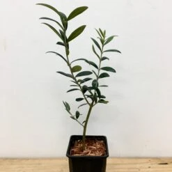 Olivier - Olea Europaea 9 Olivier - Olea Europaea -France Fournitures De Jardin Soldes 2024 91322 5