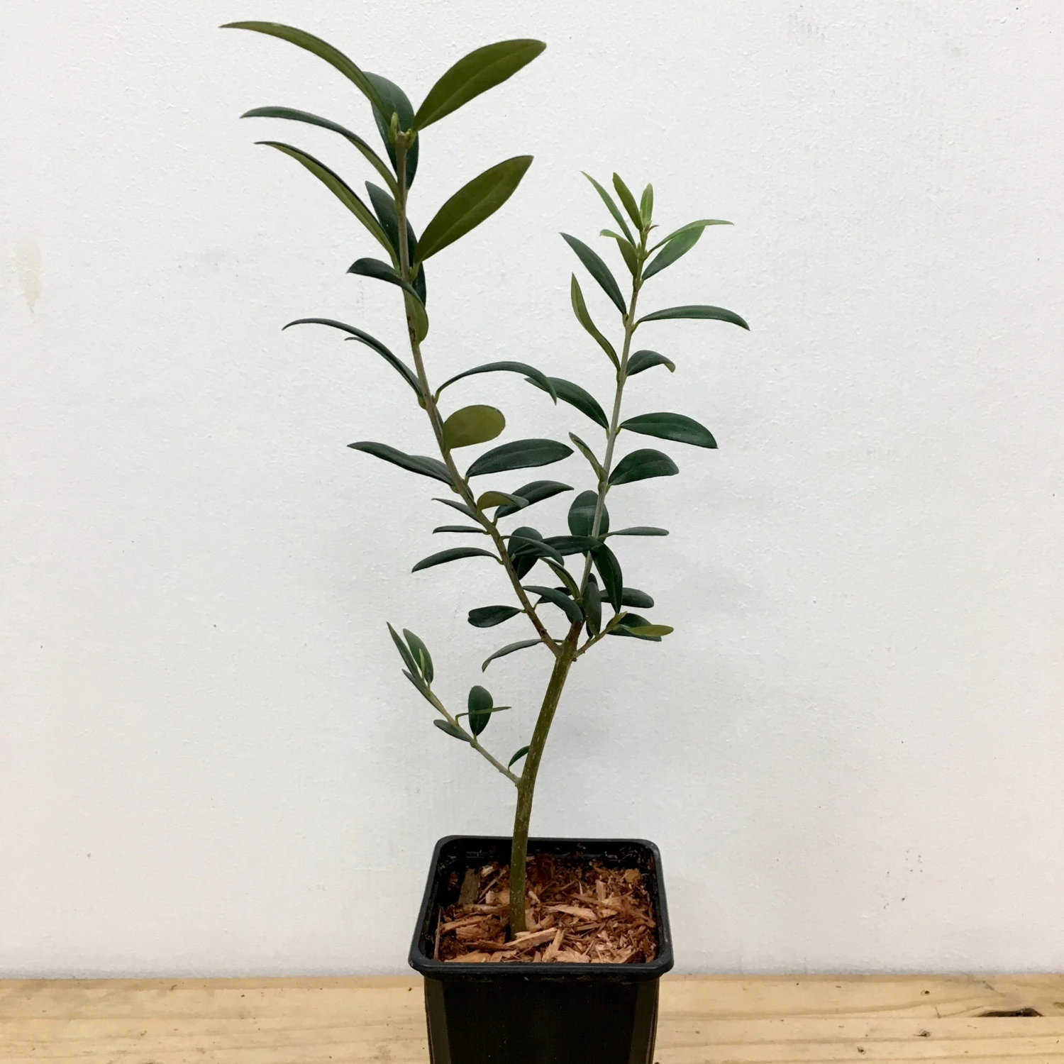 Olivier - Olea Europaea 6 Olivier - Olea Europaea – Image 4