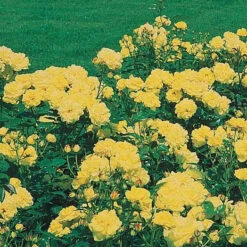 3 Rosiers à Massif Friesia