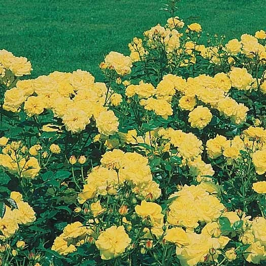 3 Rosiers à Massif Friesia 3 3 Rosiers à Massif Friesia