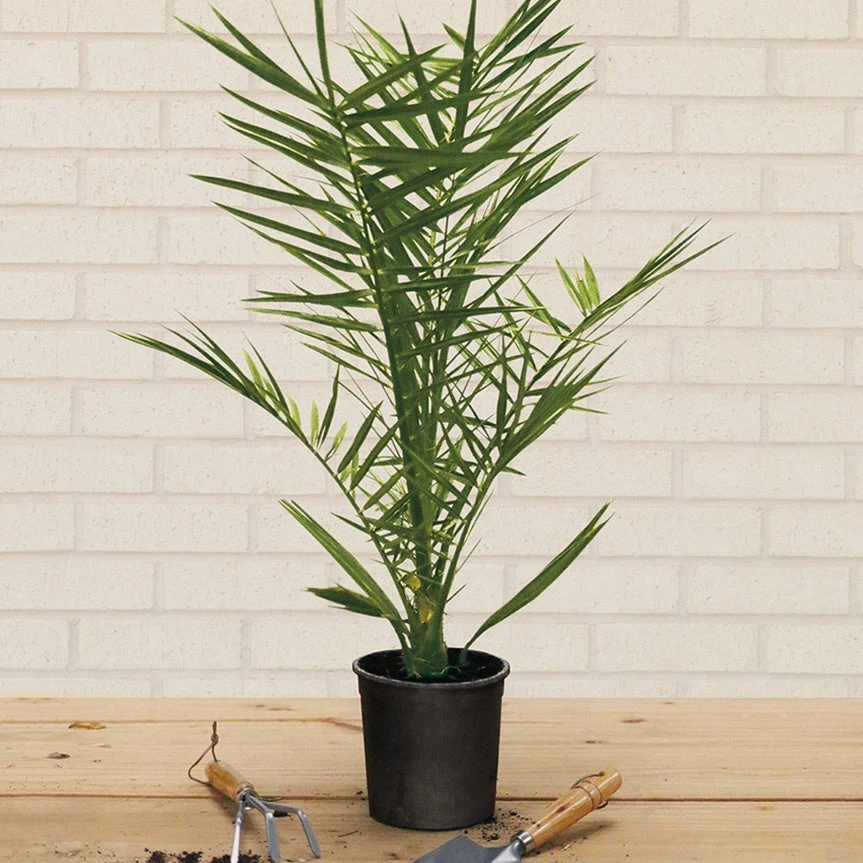 Palmier Des Canaries 4 Palmier Des Canaries – Image 2