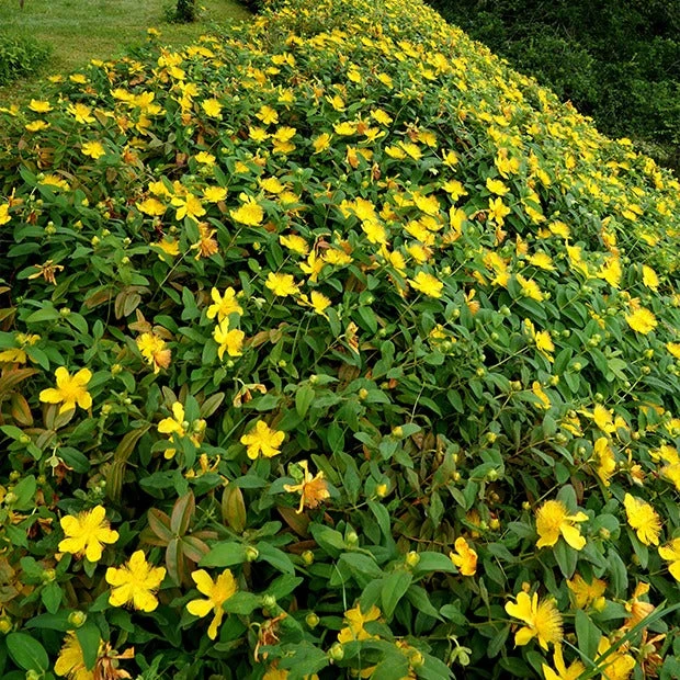 5 Millepertuis 3 5 Millepertuis