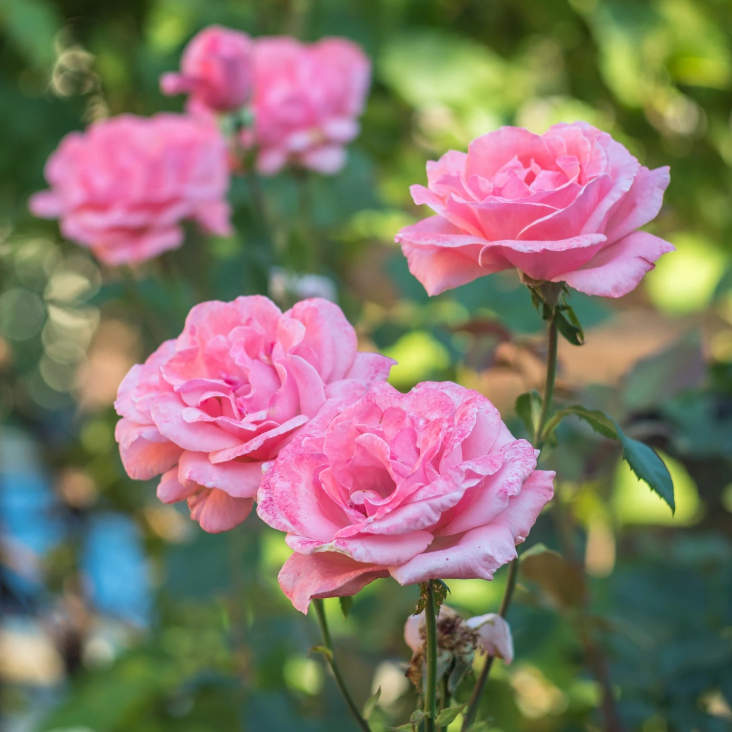 Rosier Queen Elisabeth 5 Rosier Queen Elisabeth – Image 3