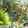 Kumquat 1 Kumquat -France Fournitures De Jardin Soldes 2024 ADO 006876 1 1706611076389