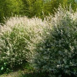 5 Saules Crevette - Haie De 3m Linéaire -France Fournitures De Jardin Soldes 2024 ADO 007193 4 1705067453130