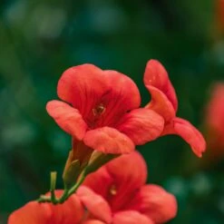 Bignone Stromboli 7 Bignone Stromboli -France Fournitures De Jardin Soldes 2024 ADO 007491 2 1706612798771