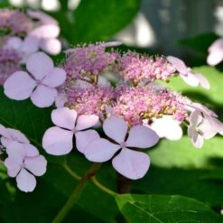 Hortensia été Indien 9 Hortensia été Indien -France Fournitures De Jardin Soldes 2024 ADO 010185 1 BK 1704809425592