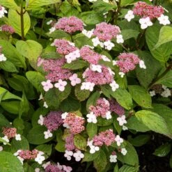Hortensia été Indien 8 Hortensia été Indien -France Fournitures De Jardin Soldes 2024 ADO 010185 2 BK 1704809442605