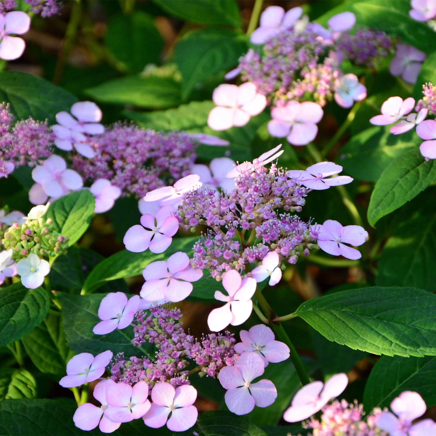 Hortensia été Indien 3 Hortensia été Indien