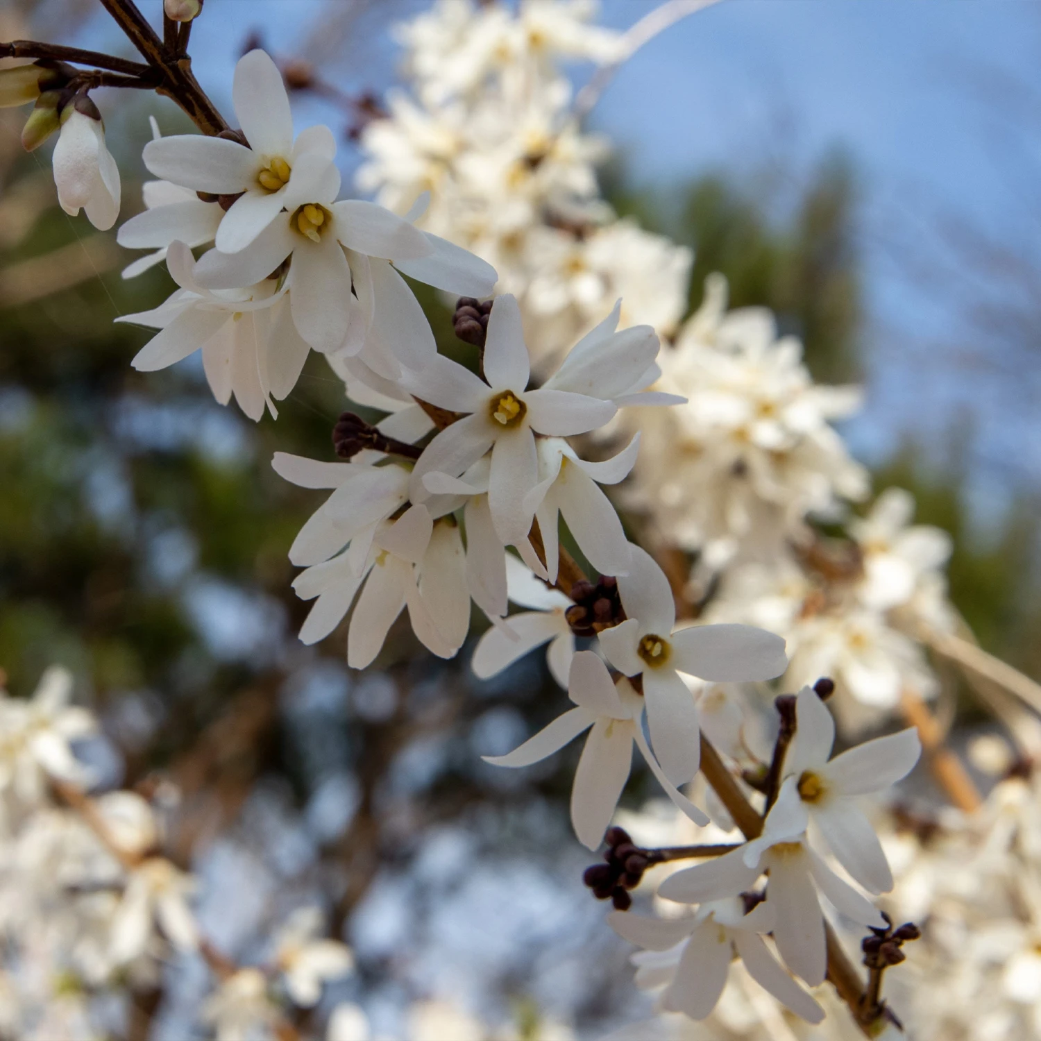 Forsythias Blanc Et Rose 4 Forsythias Blanc Et Rose – Image 2