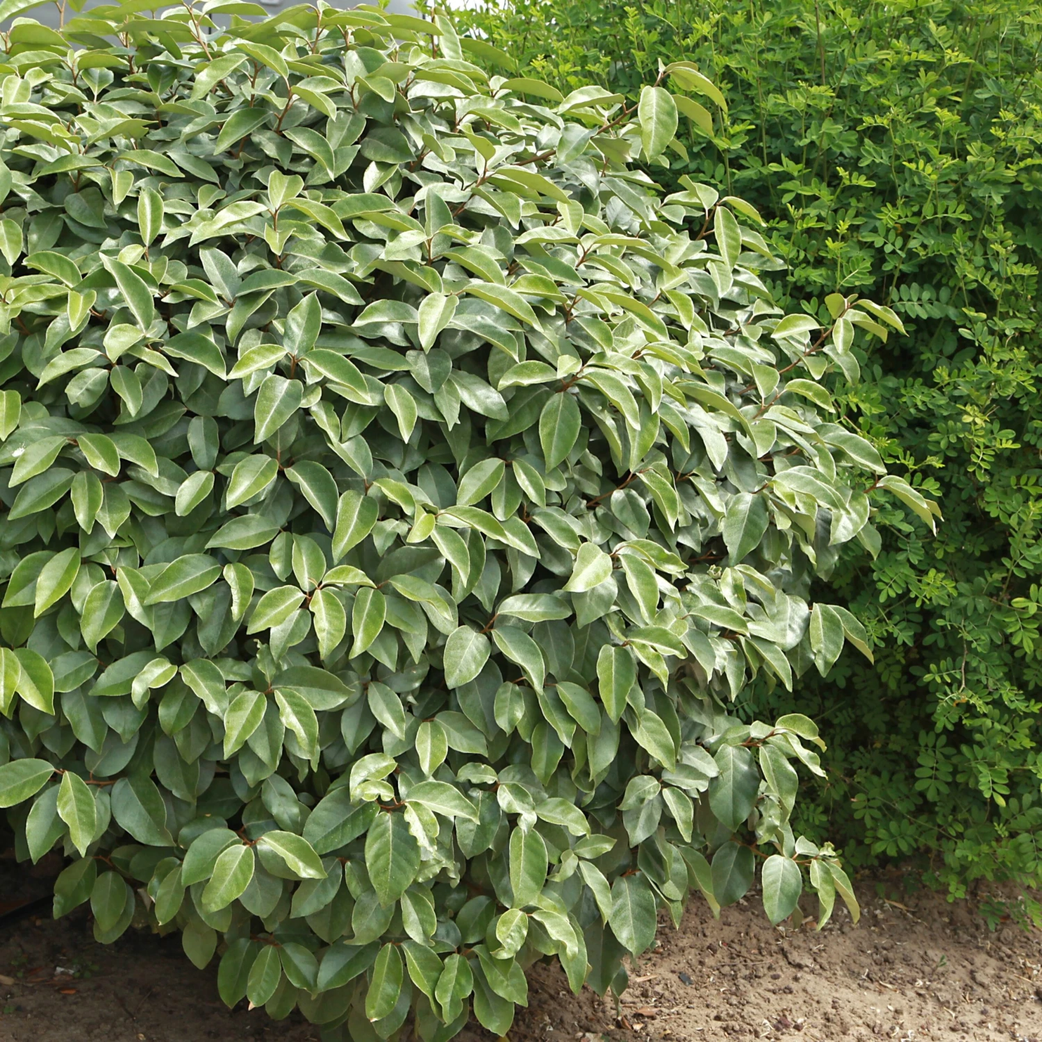 Eleagnus 6 Eleagnus – Image 4