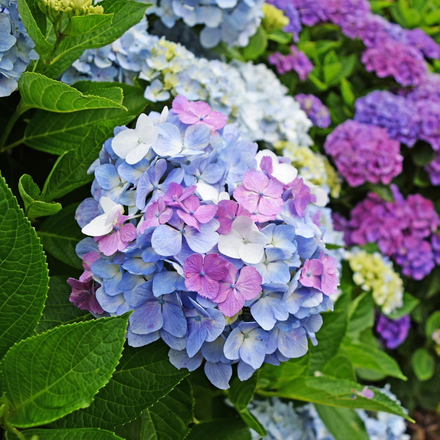 Hortensia Tricolore 4 Hortensia Tricolore – Image 2