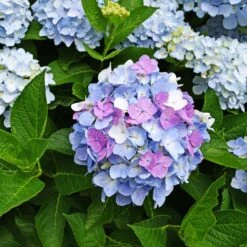Hortensia Tricolore 7 Hortensia Tricolore -France Fournitures De Jardin Soldes 2024 ADO 017749 2 BK 1703154909200