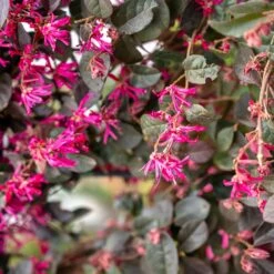 Loropétale Black Pearl 8 Loropétale Black Pearl -France Fournitures De Jardin Soldes 2024 ADO 018110 2 1706621472963