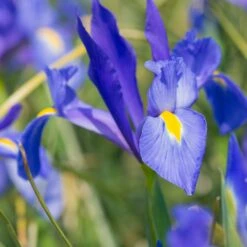 Massif D'été Fleuri En Mélange - 1,5 M² -France Fournitures De Jardin Soldes 2024 ADO 018541 4 1703153643577