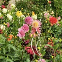 Massif D'été Fleuri En Mélange - 1,5 M² -France Fournitures De Jardin Soldes 2024 ADO 018541 5 1703153856890