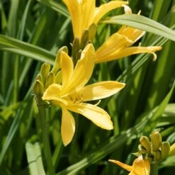 Massif D'été Fleuri En Mélange - 1,5 M² -France Fournitures De Jardin Soldes 2024 ADO 018541 6 1703154015435