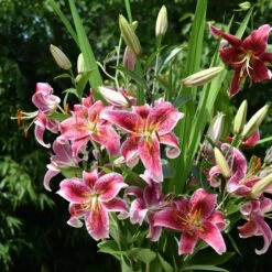 Massif D'été Fleuri En Mélange - 1,5 M² -France Fournitures De Jardin Soldes 2024 ADO 018541 7 1703154109501