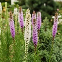 Massif D'été Fleuri En Mélange - 1,5 M² -France Fournitures De Jardin Soldes 2024 ADO 018541 8 1703154198847