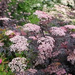 Sureau Noir Thundercloud