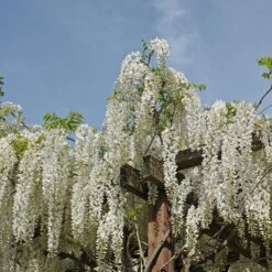 Glycine Blanche Sur Tige -France Fournitures De Jardin Soldes 2024 ADO 020388 1 1705073763748