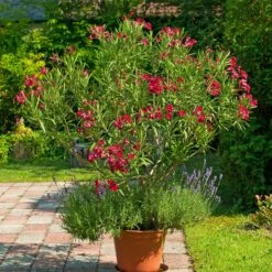 Laurier-rose Rouge -France Fournitures De Jardin Soldes 2024 ADO 020394 1 BK 1707829483922